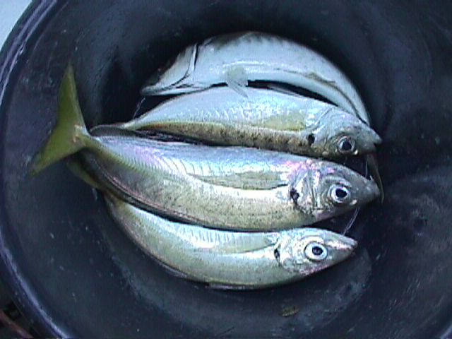 four bait fish in bucket